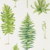 Fernery 216633